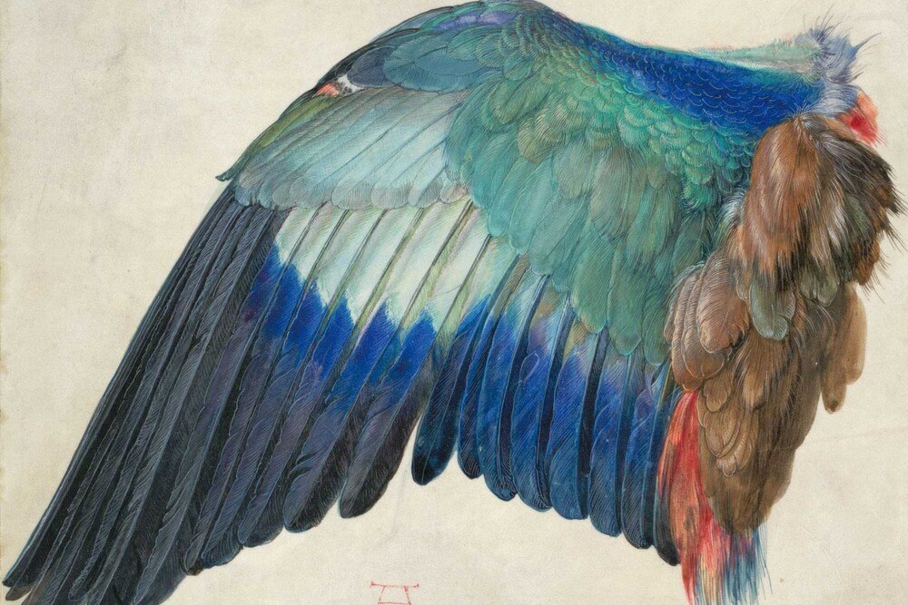 © Albertina, Wien
Albrecht Dürer: Flügel einer Blauracke, um 1500 Aquarell und Deckfarben, mit Deckweiß gehöht Albrecht Dürer: Flügel einer Blauracke, um 1500 Aquarell und Deckfarben, mit Deckweiß gehöht