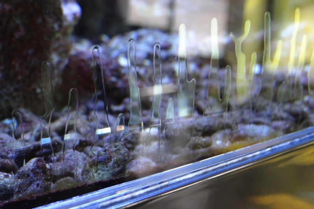 © Ekkehard Wagner
Materialunverträglichkeiten zählen zu den häufigen Schadensursachen im Glasbau. Hier sieht man ein PVB-Ablösung aufgrund von 50 mm tiefer Silikonfuge, die nicht mehr aushärten kann. Ein Schaden an einer 5 m langen 4-fach-VSG-Einheit im Aquariumbau. Materialunverträglichkeiten zählen zu den häufigen Schadensursachen im Glasbau. Hier sieht man ein PVB-Ablösung aufgrund von 50 mm tiefer Silikonfuge, die nicht mehr aushärten kann.