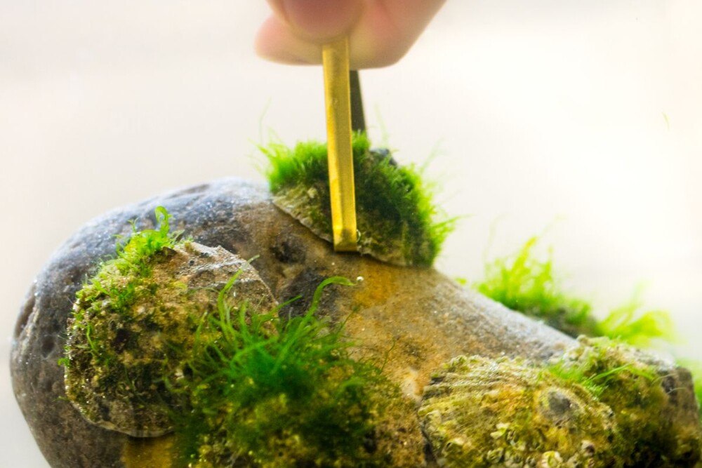 Napfschnecken, angedockt an einem Stück Felsen