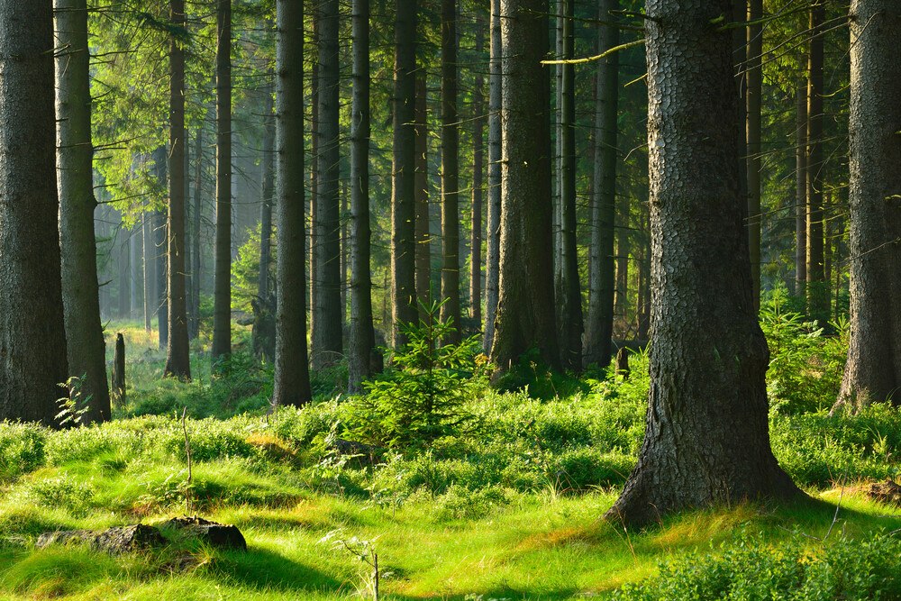 © avtg / iStock / Getty Images Plus der Wald braucht den Manschen nicht