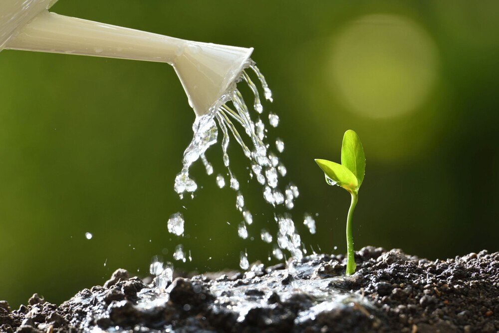 © iStock / Getty Images Plus / amenic181 Pflanze gießen