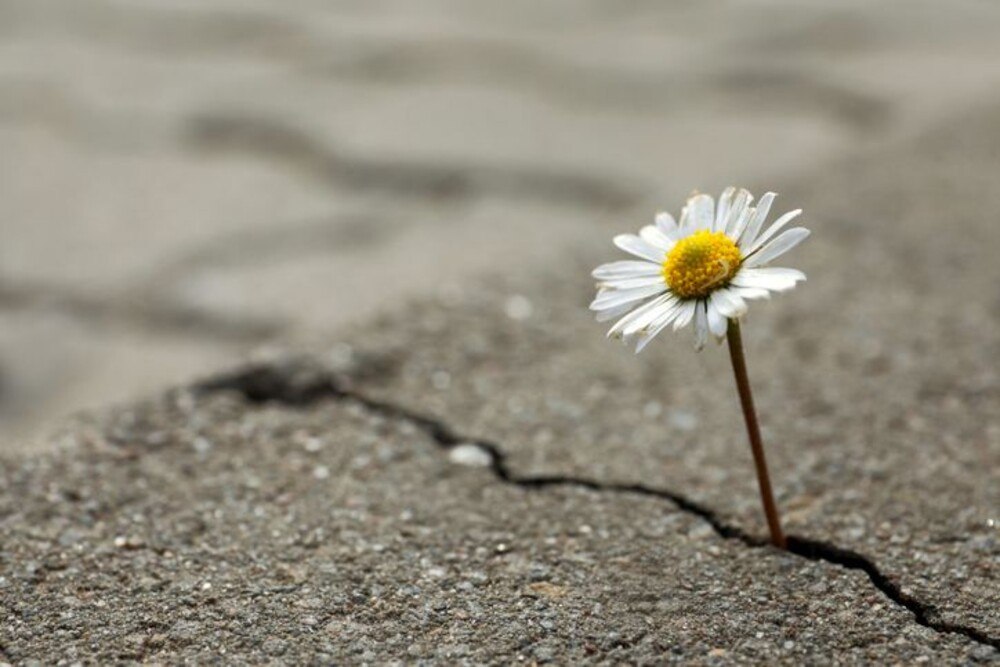 © iStock / Getty Images Plus / Liudmila Chernetska Resilienz