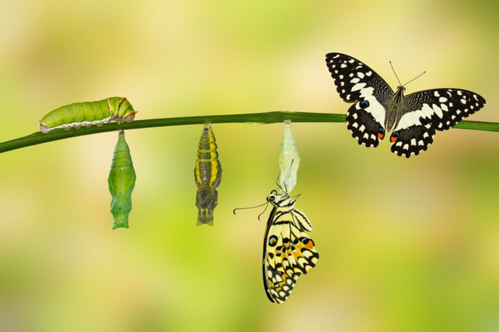 © Mathisa_s iStock Getty Images Plus Metamorphose einer Raupe
