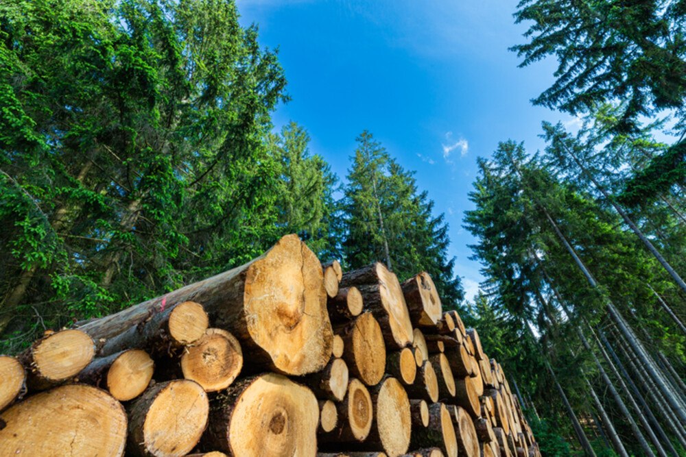 © Andreas Balg iStock Getty Images Plus Holzscheite im Wald