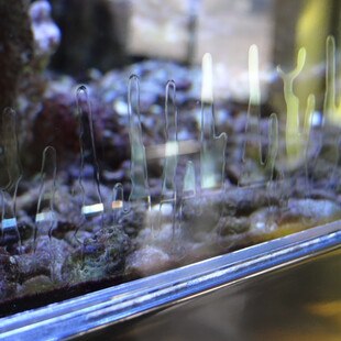 © Ekkehard Wagner Materialunverträglichkeiten zählen zu den häufigen Schadensursachen im Glasbau. Hier sieht man ein PVB-Ablösung aufgrund von 50 mm tiefer Silikonfuge, die nicht mehr aushärten kann.