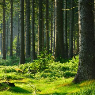 der Wald braucht den Manschen nicht