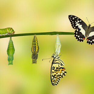 © Mathisa_s iStock Getty Images Plus Metamorphose einer Raupe
